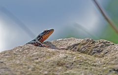 Hubert, der König der Berge!