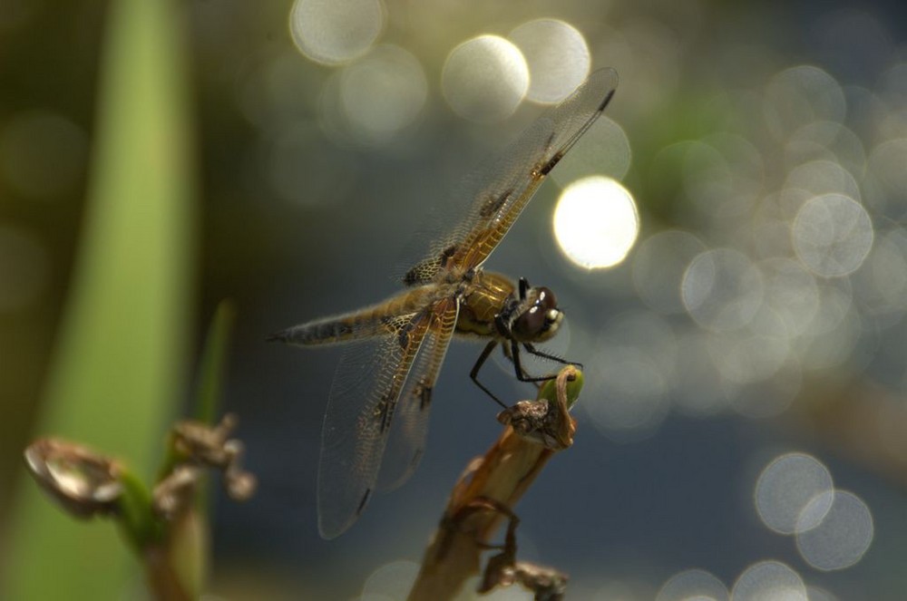 Hubschrauber am Gartenteich