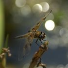 Hubschrauber am Gartenteich