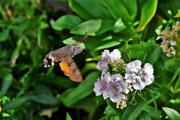 Hubschrauber beim Auftanken