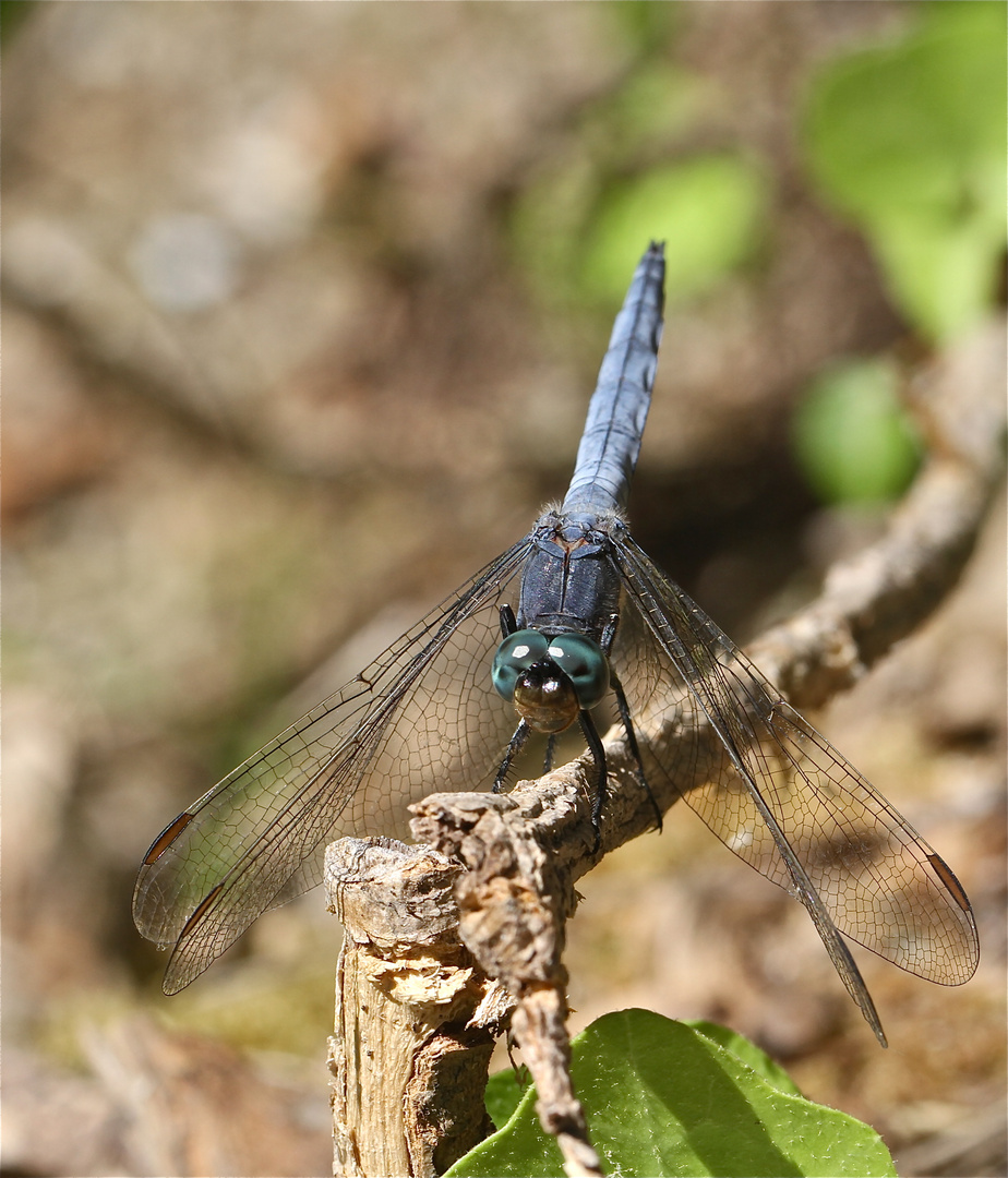 Hubschrauber in Blau