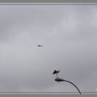 Hubschrauber und Storch mitten aus dem Leben