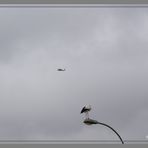 Hubschrauber und Storch mitten aus dem Leben