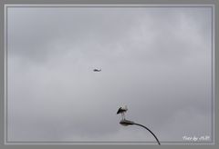 Hubschrauber und Storch mitten aus dem Leben