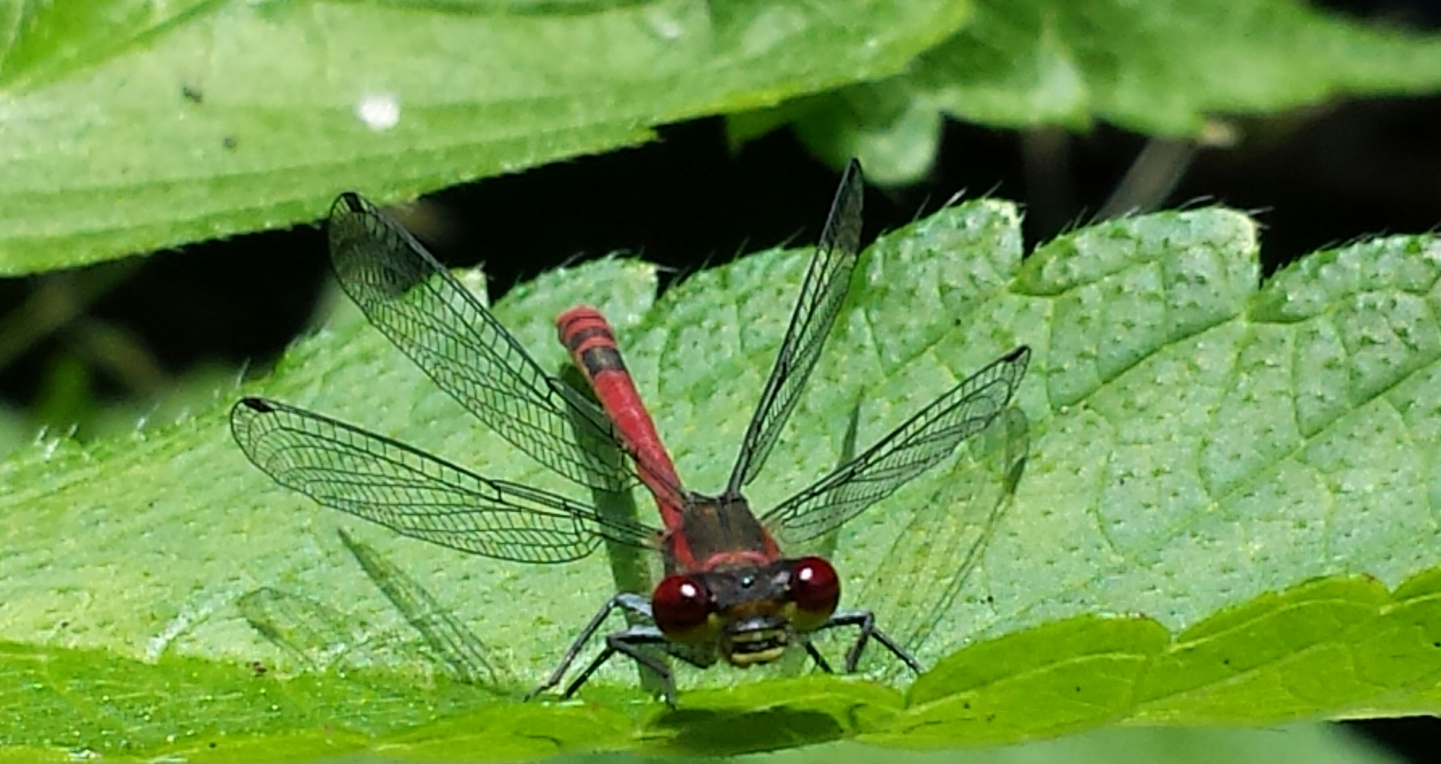 Hubschrauberlandeplatz Foto & Bild rot, sommer, grün Bilder auf
