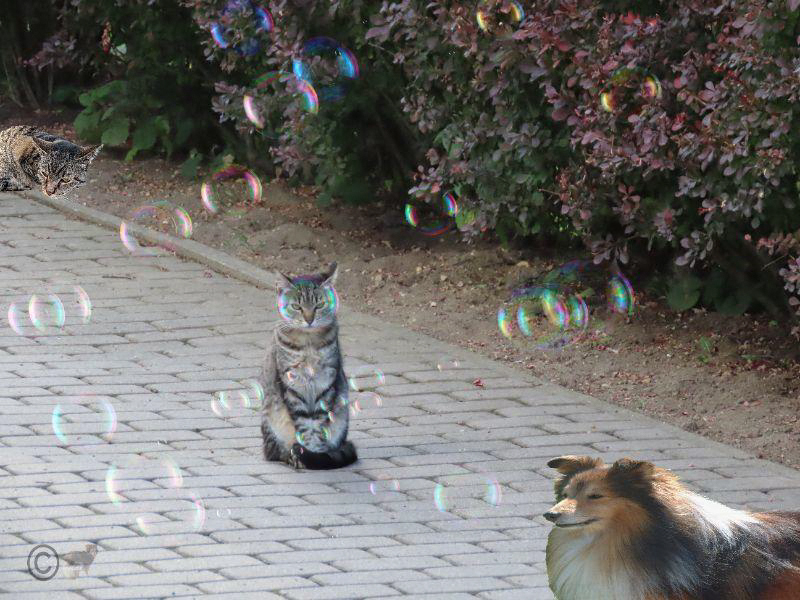 Huch, da wird einem ja ganz anders Foto & Bild | seifenblasen, hund
