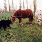 Huch das Pony steht ja unter Strom!