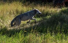 Huch das war ein Wolf     DSC_0879