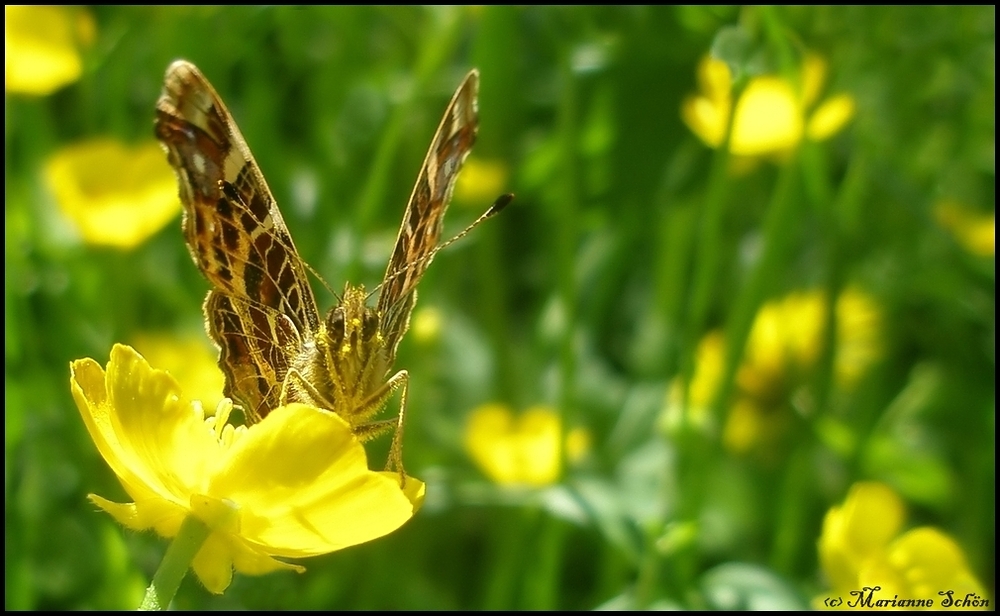 Huch, Du bist aber keine Butterblume...