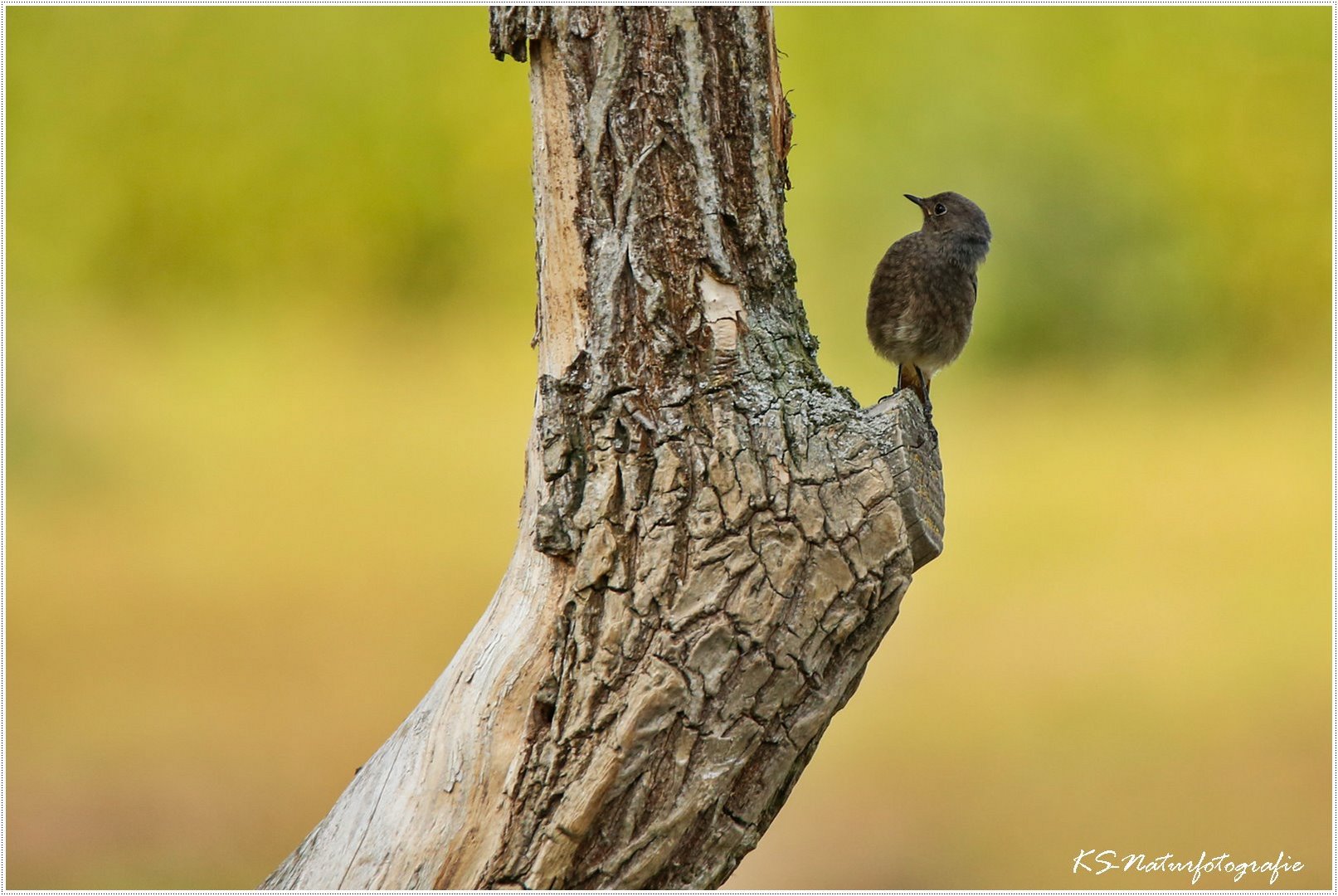 Huch, ein Baum ?!!! ... OOoops, a tree?!! 