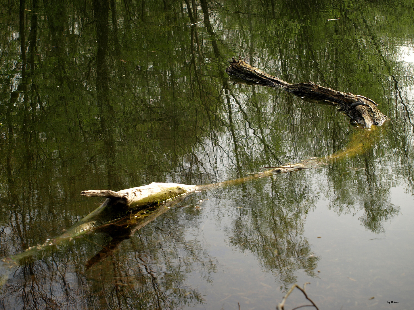 Huch ein Krokodil.