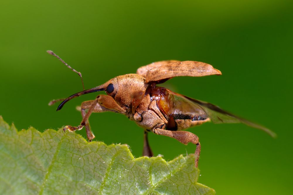 Huch.. ein nackter... Haselnussbohrer (Curculio nucum) 