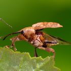 Huch.. ein nackter... Haselnussbohrer (Curculio nucum) 