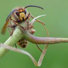 Huch, hab ganz vergessen, dass ich auch fliegen kann :)