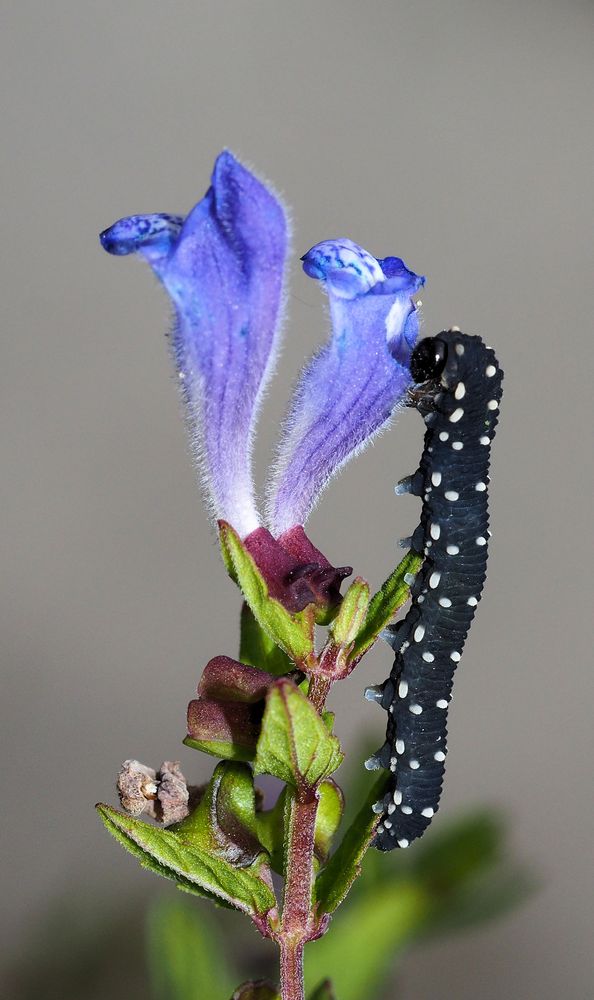Huch ich bin doch schon im Schlafanzug.... Foto & Bild natur