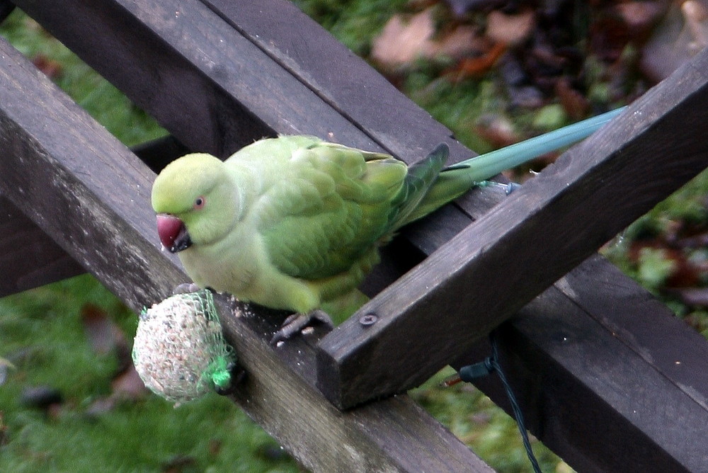 Huch, was ist denn das? Ein Papagei in meinem Garten!