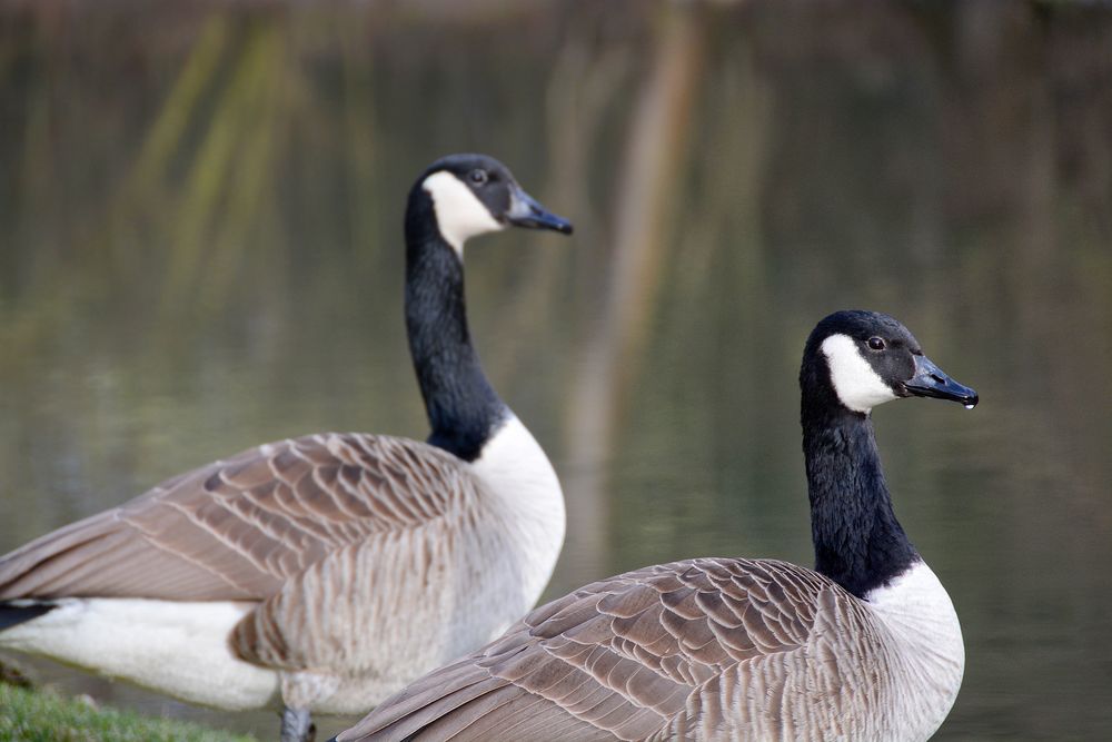 Huch, wo kommt den die zweite Gans her???