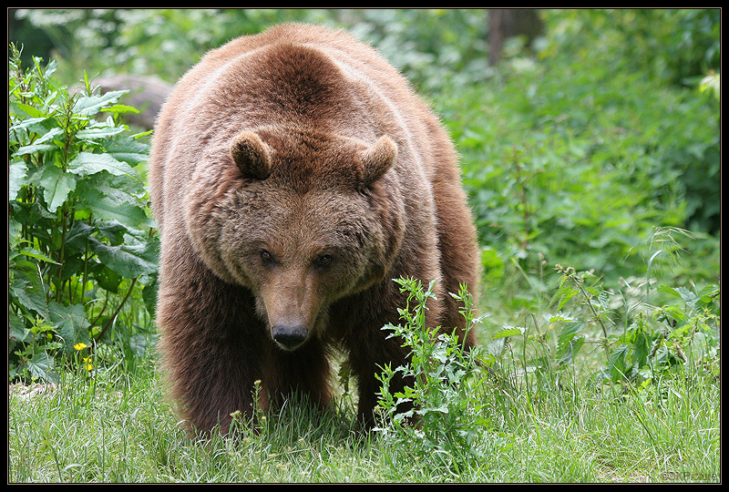 Huch...ein Bär...