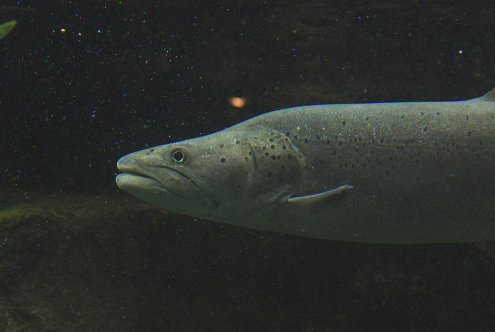 Huchen - fotografiert im Aquarium des Straubinger Tiergartens