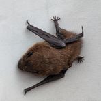 Huch!!!Hab ich mich erschreckt!!!Da pennt eine Fledermaus?