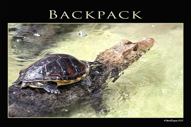 Huckepack…