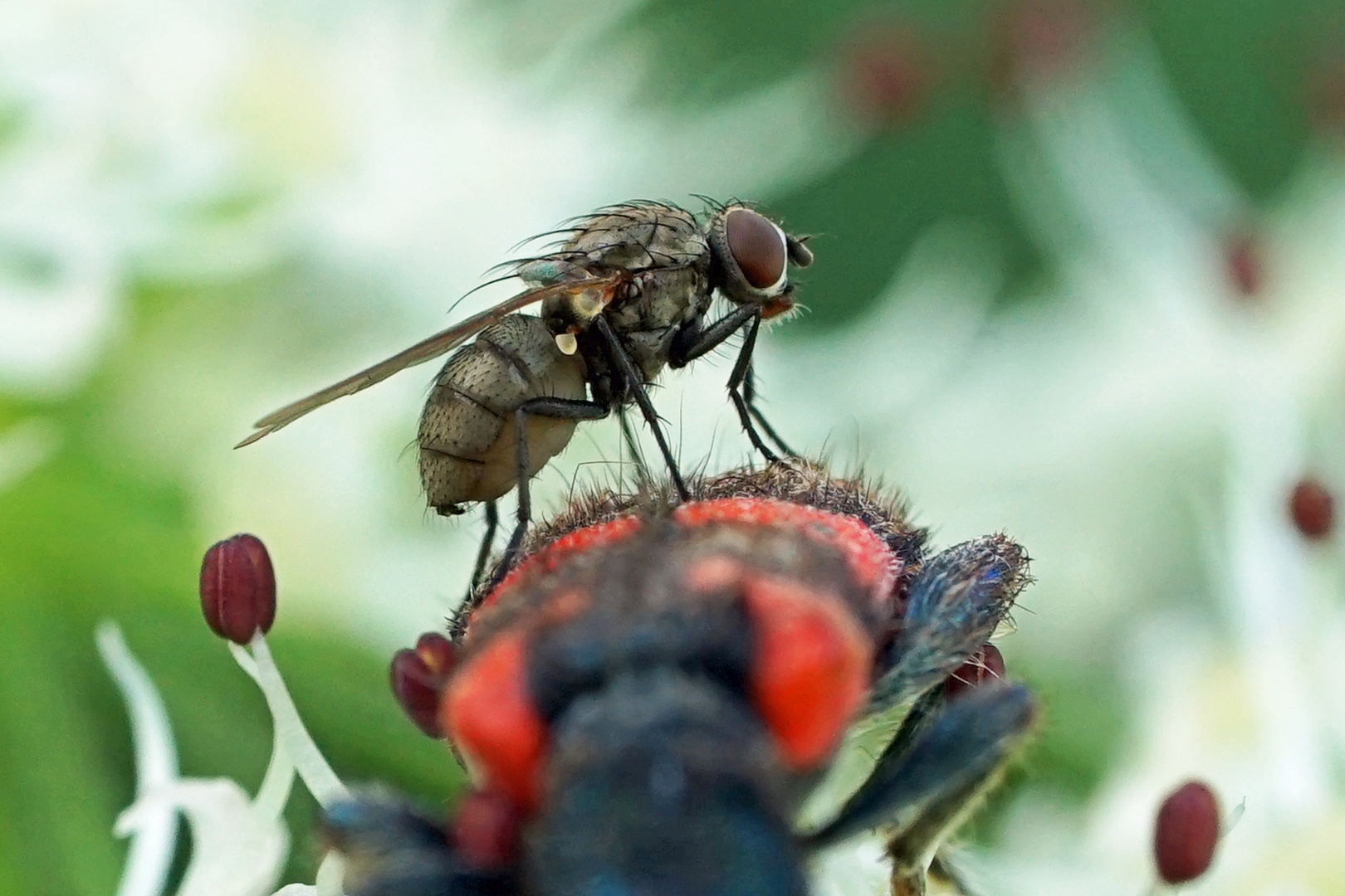 Huckepack auf Bienenkäfer