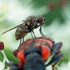 Huckepack auf Bienenkäfer