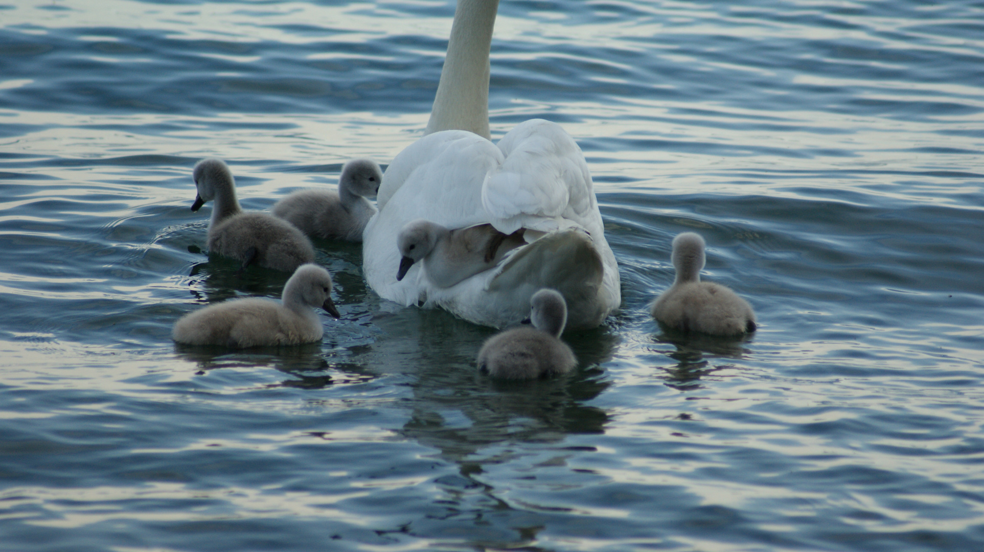 Huckepack bei Mama