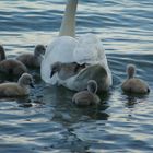 Huckepack bei Mama