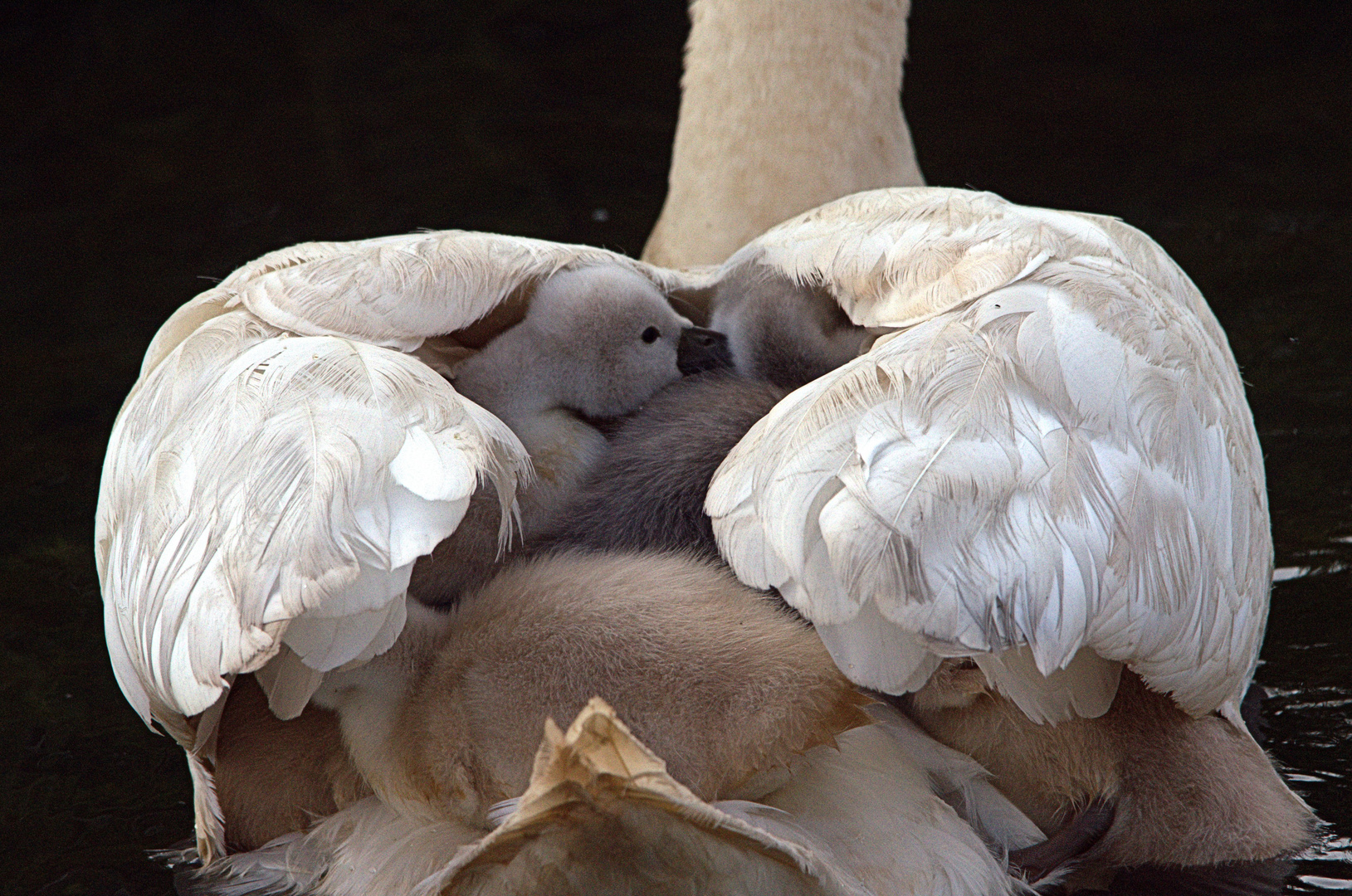 Huckepack bei Mama !