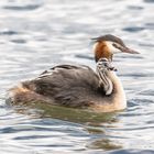 Huckepack bei Mamma