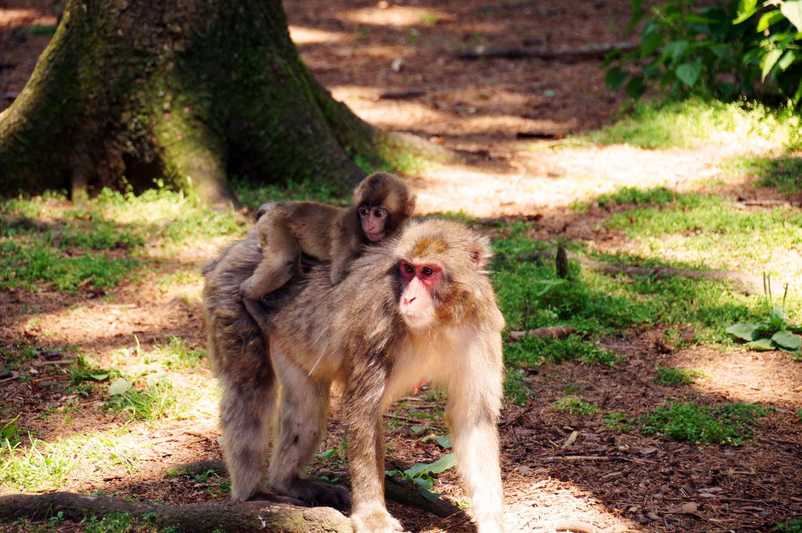 huckepack durch den Wald!