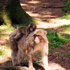 huckepack durch den Wald!