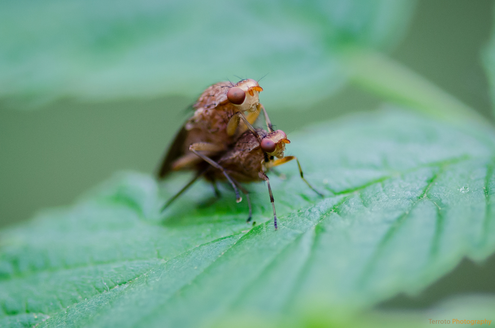 Huckepack in der Insektenwelt