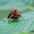 Huckepack in der Insektenwelt