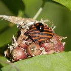 Huckepack in Rot und Schwarz - Marienkäfer & Streifenwanze