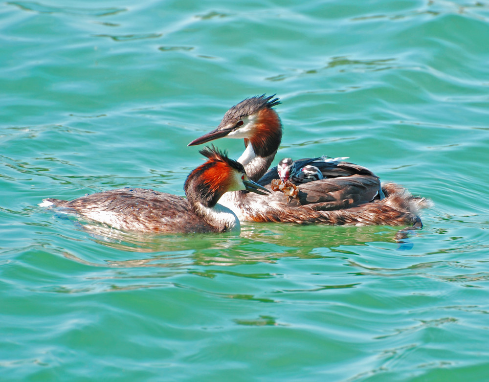 Huckepack mit Vollpension