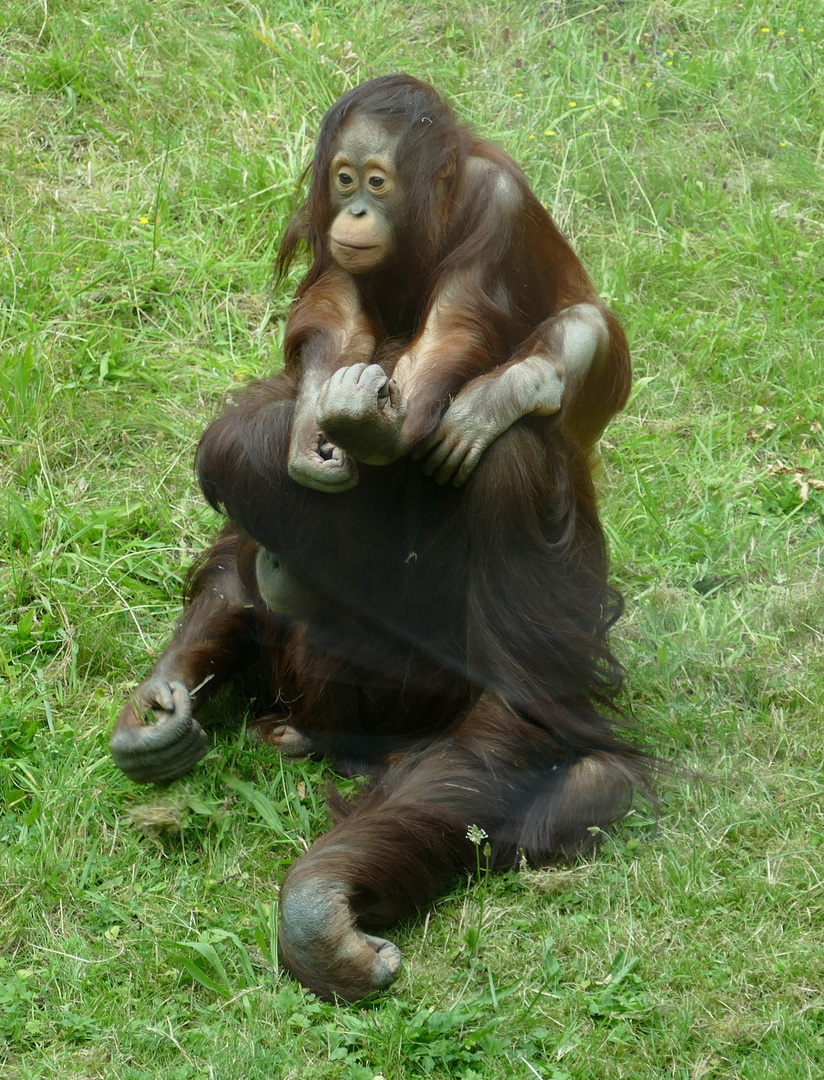 "Huckepack", Orang Utan mit Jungtier im Kölner Zoo