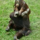 "Huckepack", Orang Utan mit Jungtier im Kölner Zoo