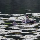 Huckpack bei Mama mitschwimmen