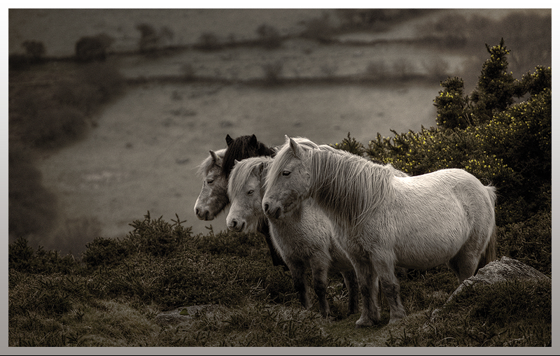 Huddle