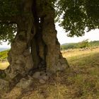 Hudebuche in der Rhön