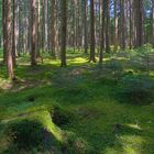 Hudlemoss in HDR an einem Sonnentag