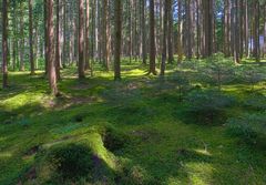 Hudlemoss in HDR an einem Sonnentag