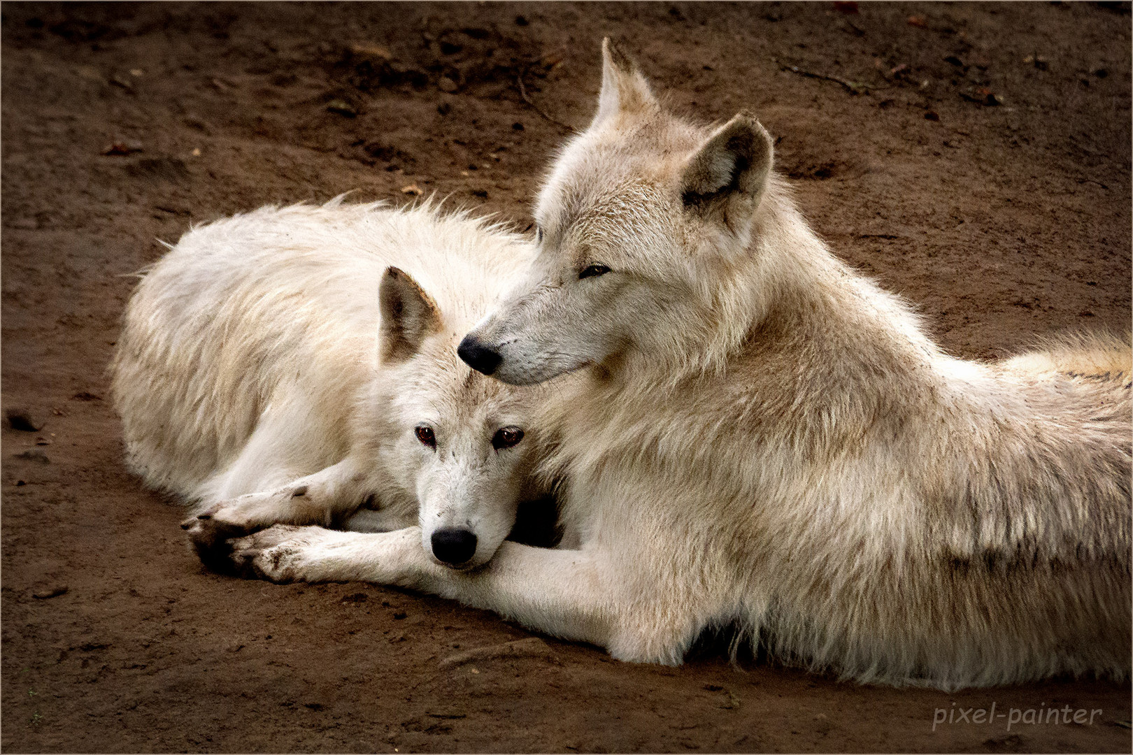 Hudson-Bay Wölfe im Zoo Osnabrück