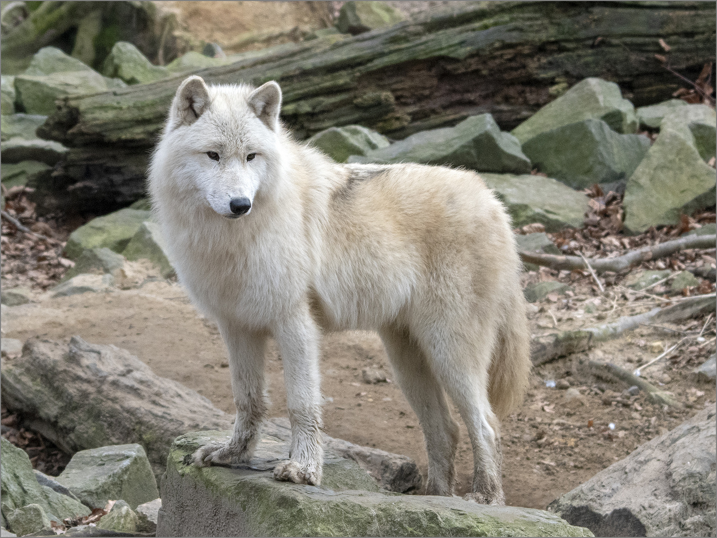 Hudson-Bay Wolf