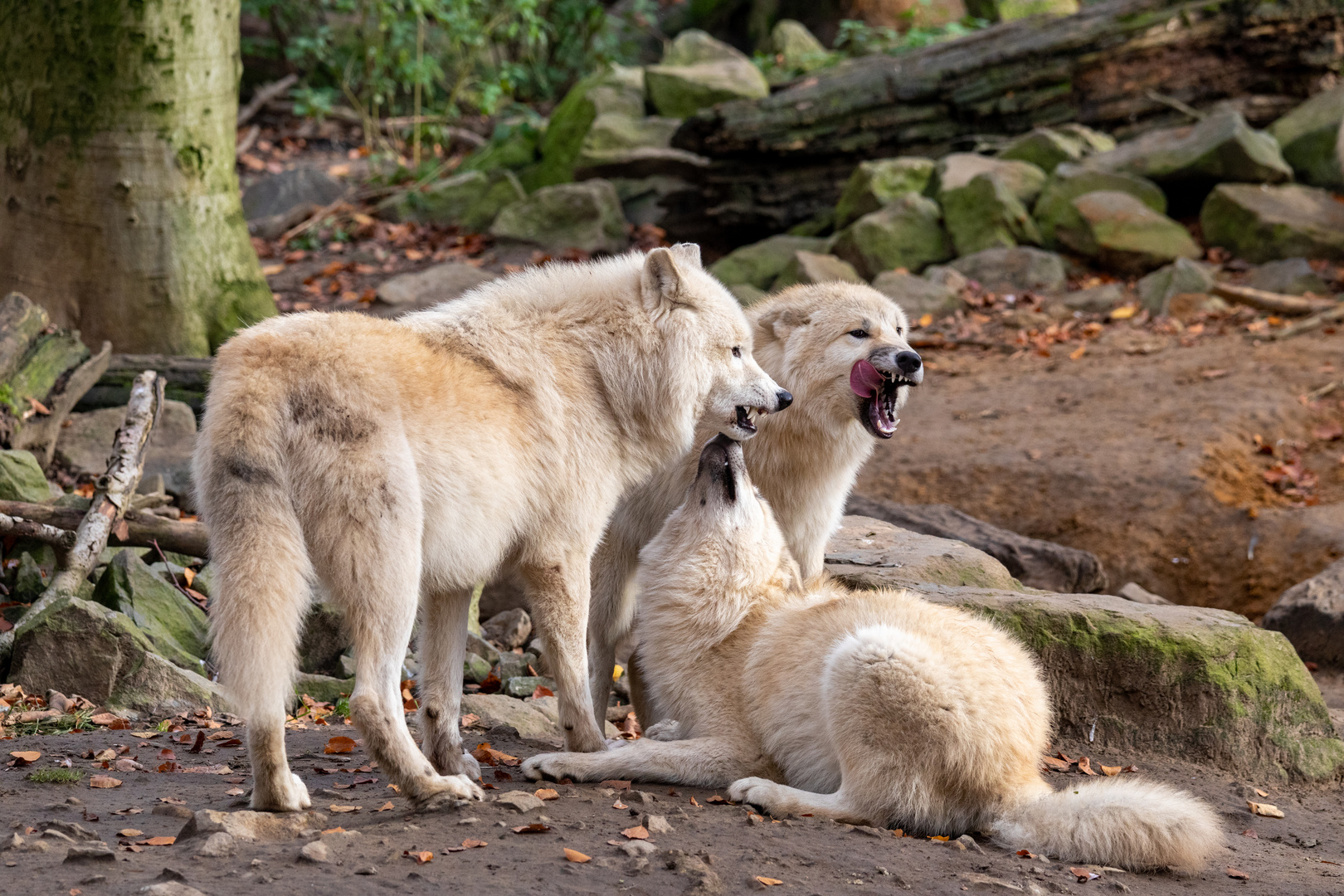 Hudson-Bay Wolf