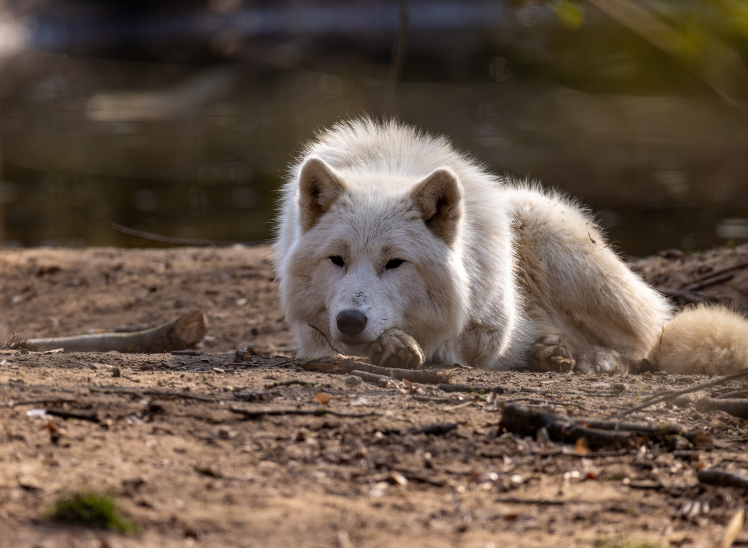 Hudson-Bay Wolf