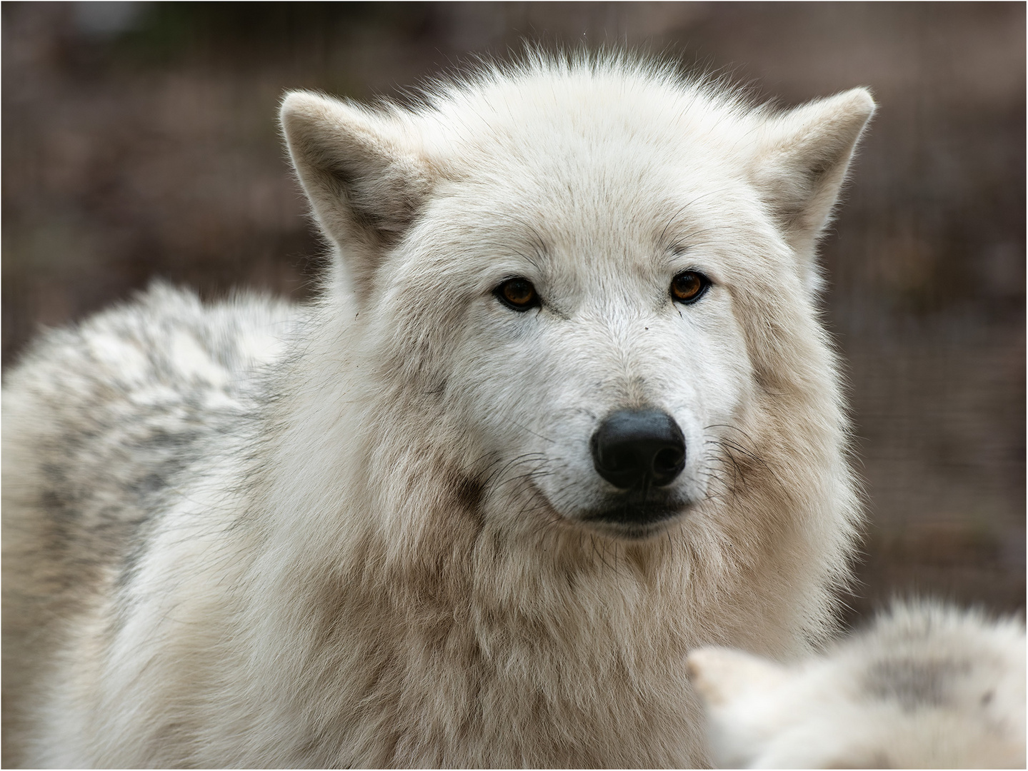 Hudson Bay Wolf