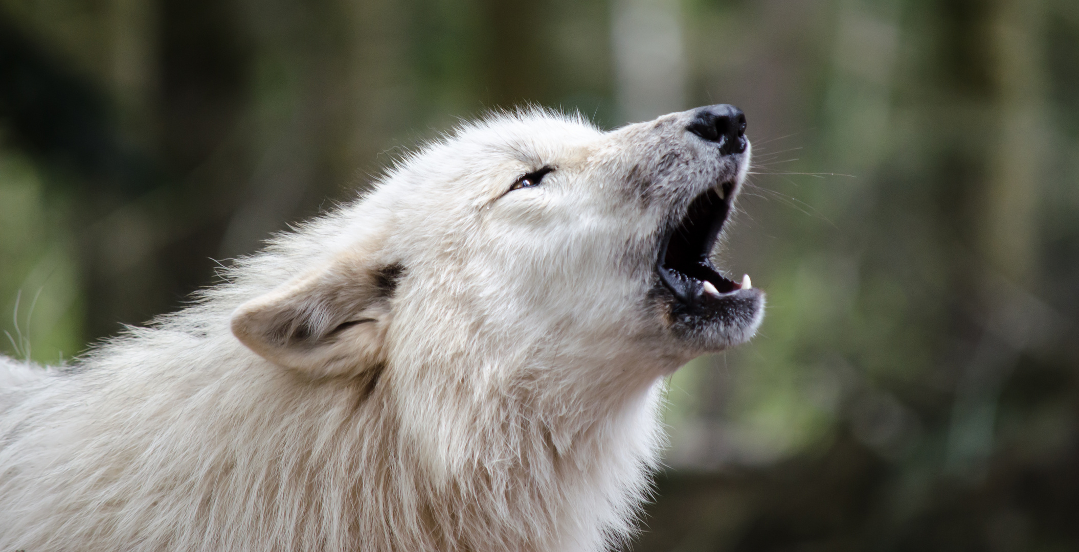 Hudson Bay Wolf